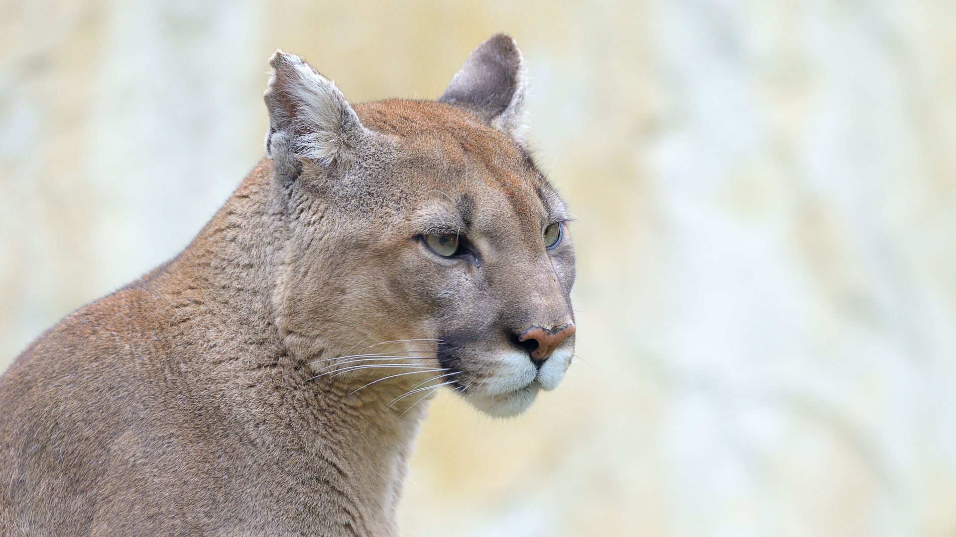 animal puma en france