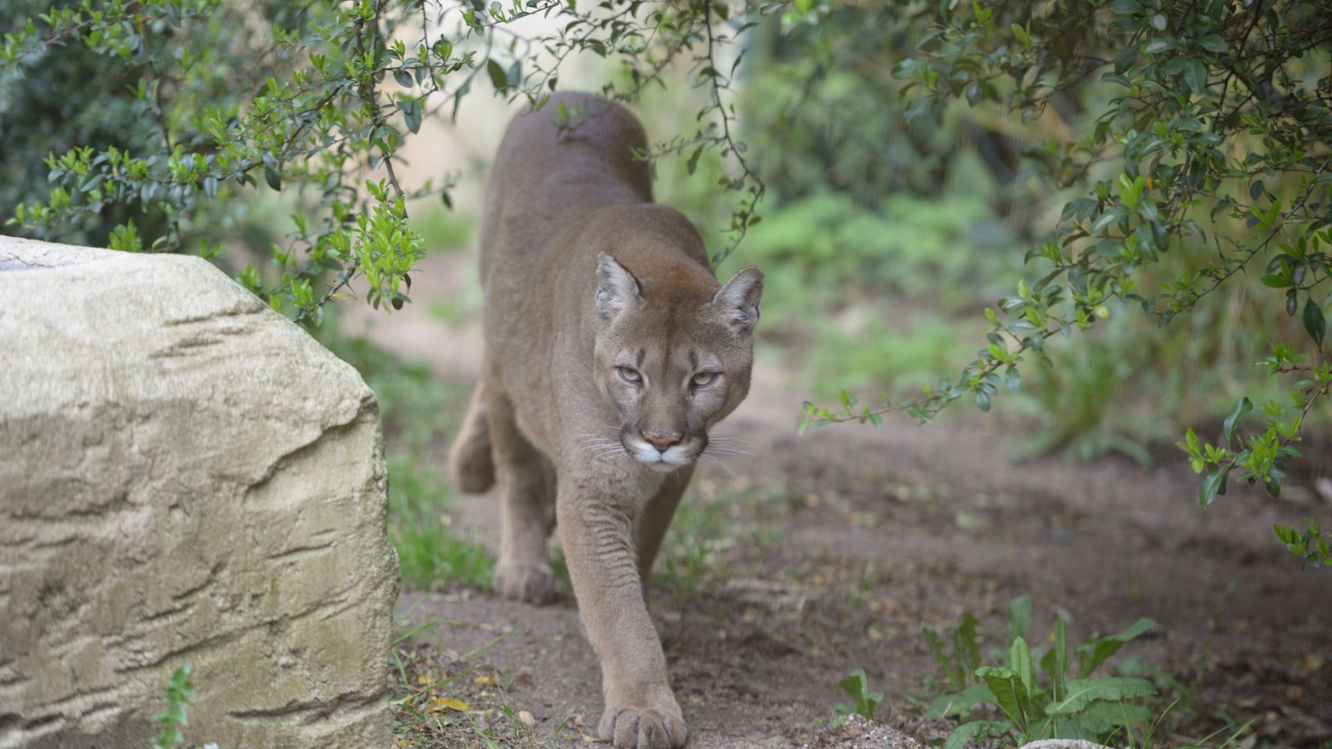 Puma sortie visite de chat store