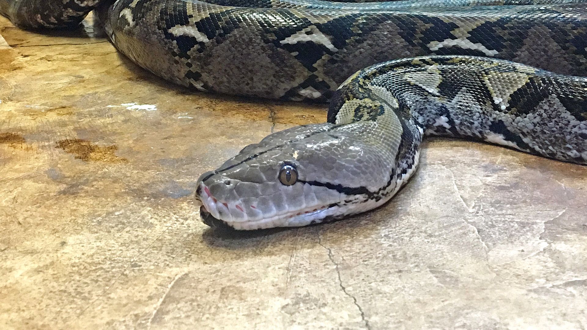 Python regius 'Ball Python' Mini Wheat -ball python