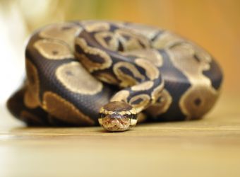 Photo d'un python royal par Die_Sonja - Pixabay - CC0