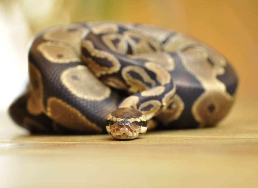 Photo d'un python royal par Die_Sonja - Pixabay - CC0
