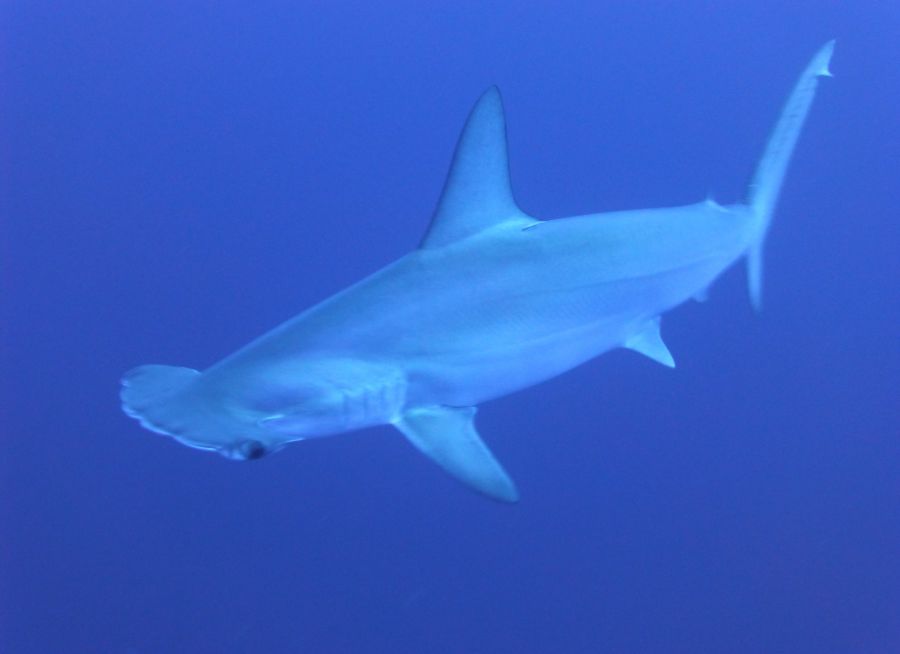 Photo d'un requin marteau halicorne par Took - Pixabay - CC0