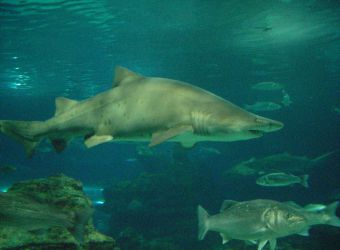 Photo d'un requin-taureau par Julien PIERRE