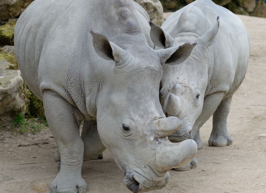 Photo d'un rhinocéros blanc et son petit par Thomas PIERRE