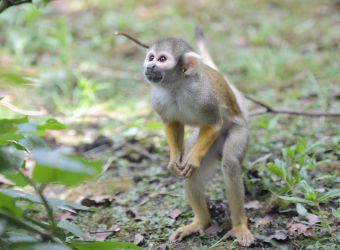 Photo d'un saïmiri dressé sur ses pattes arrières par Thomas PIERRE