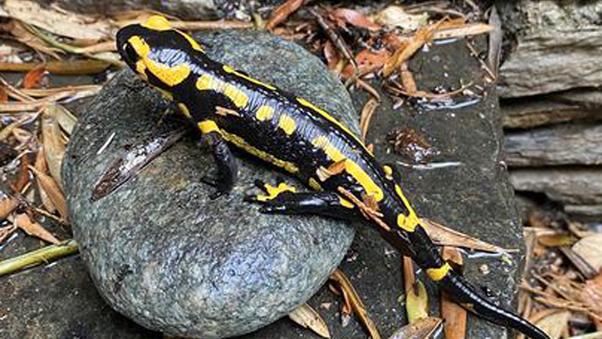 Quel est le milieu de vie de la salamandre tachetée adulte ? - La Salamandre