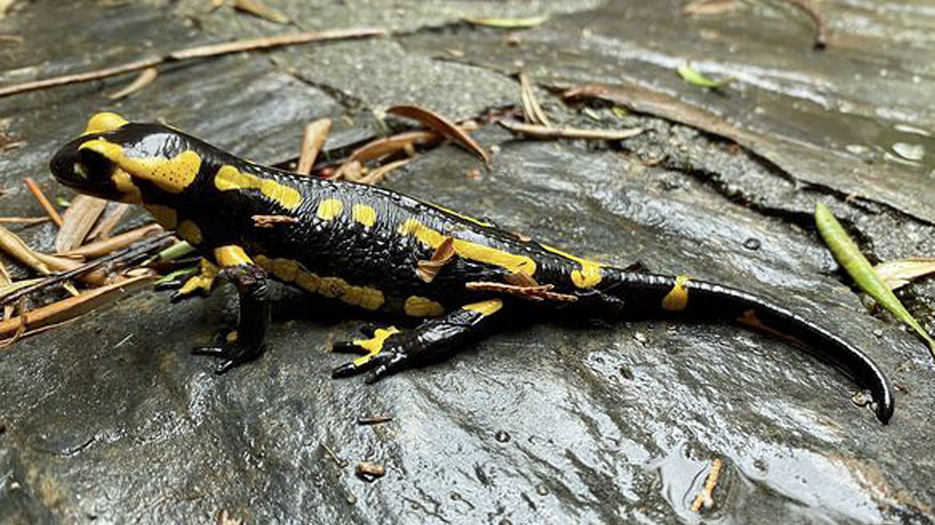 Salamandre tachetee : taille, description, biotope, habitat, reproduction