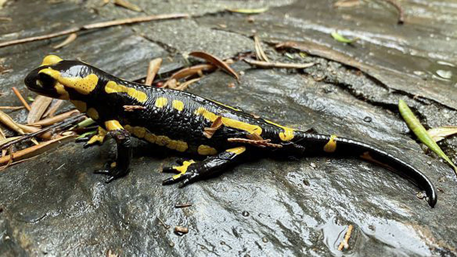 https://www.anigaido.com/media/zoo_animaux/201-300/250/salamandre-tachetee-salamandra-salamandra3-xl.jpg