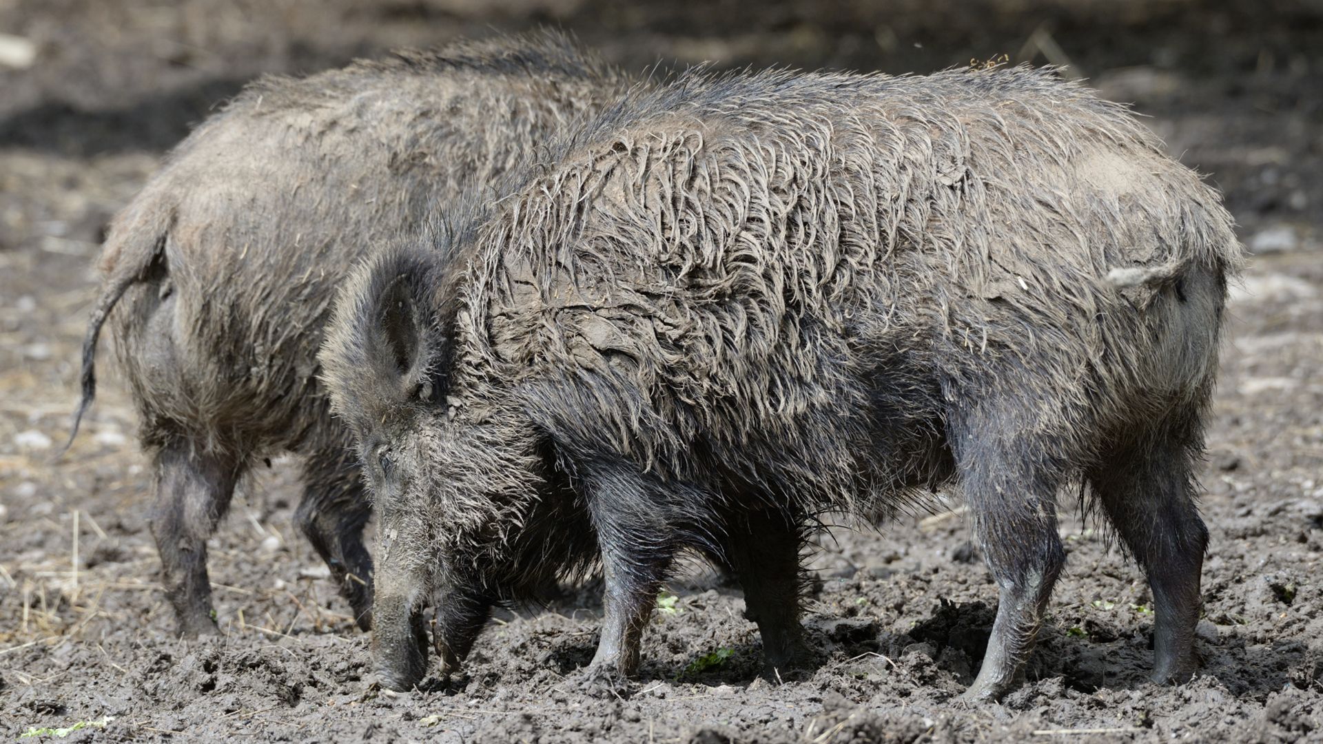 Sanglier : taille, description, biotope, habitat, reproduction