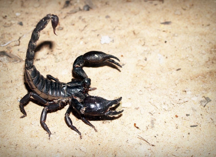 Photo d'un scorpion empereur par 41330 - Pixabay - CC0