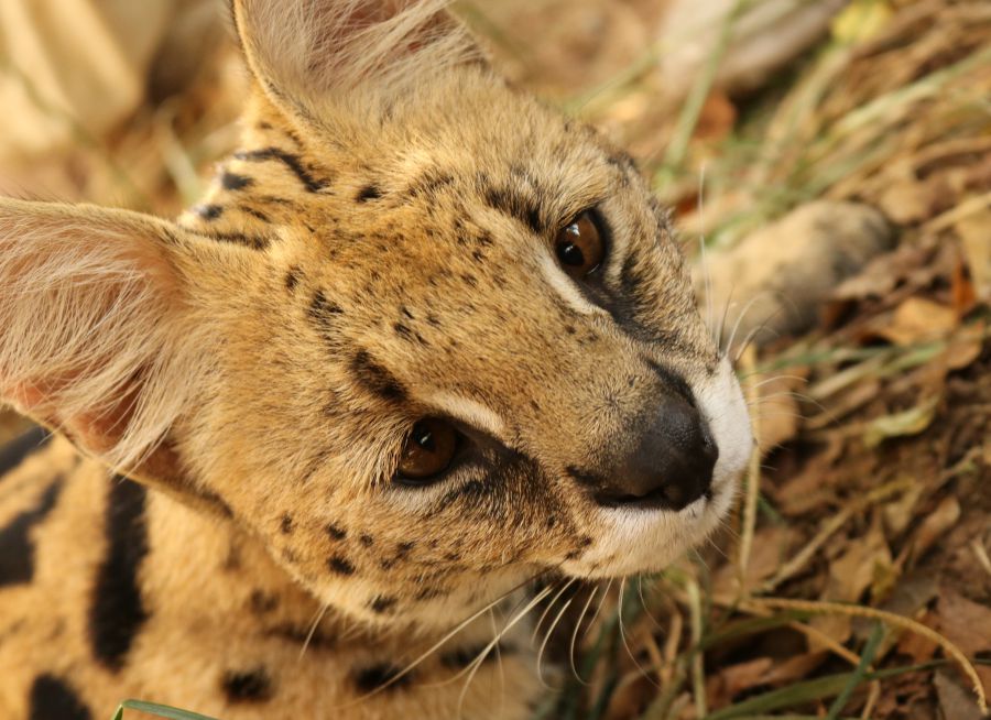 Photo d'un serval par Florent PUCHOT