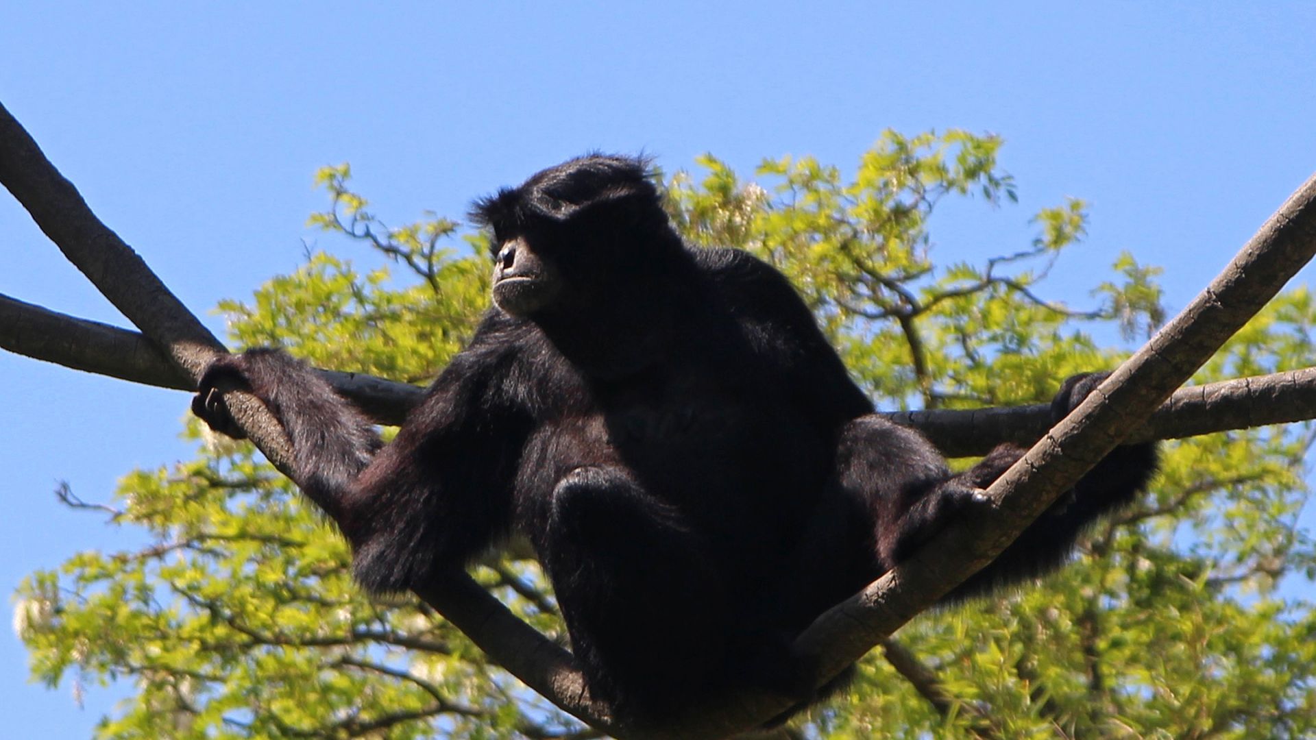 Un singe siamang avec des bras très longs accrochés à une branche d'arbre  en Thaïlande Photo Stock - Alamy