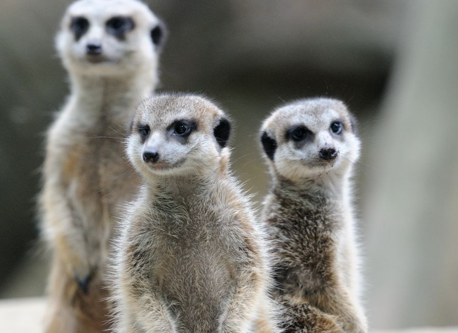 Photo de suricates par Thomas PIERRE