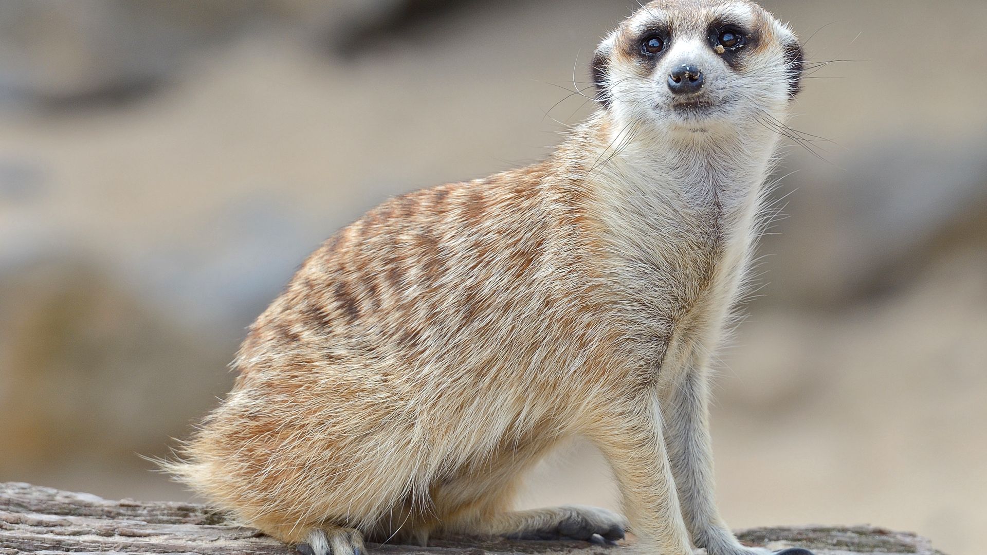 Suricate : taille, description, biotope, habitat, reproduction