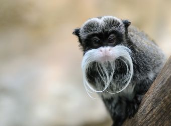  Photo d'un tamarin empereur par Thomas PIERRE