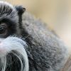 Tamarin empereur : taille, description, biotope, habitat, reproduction