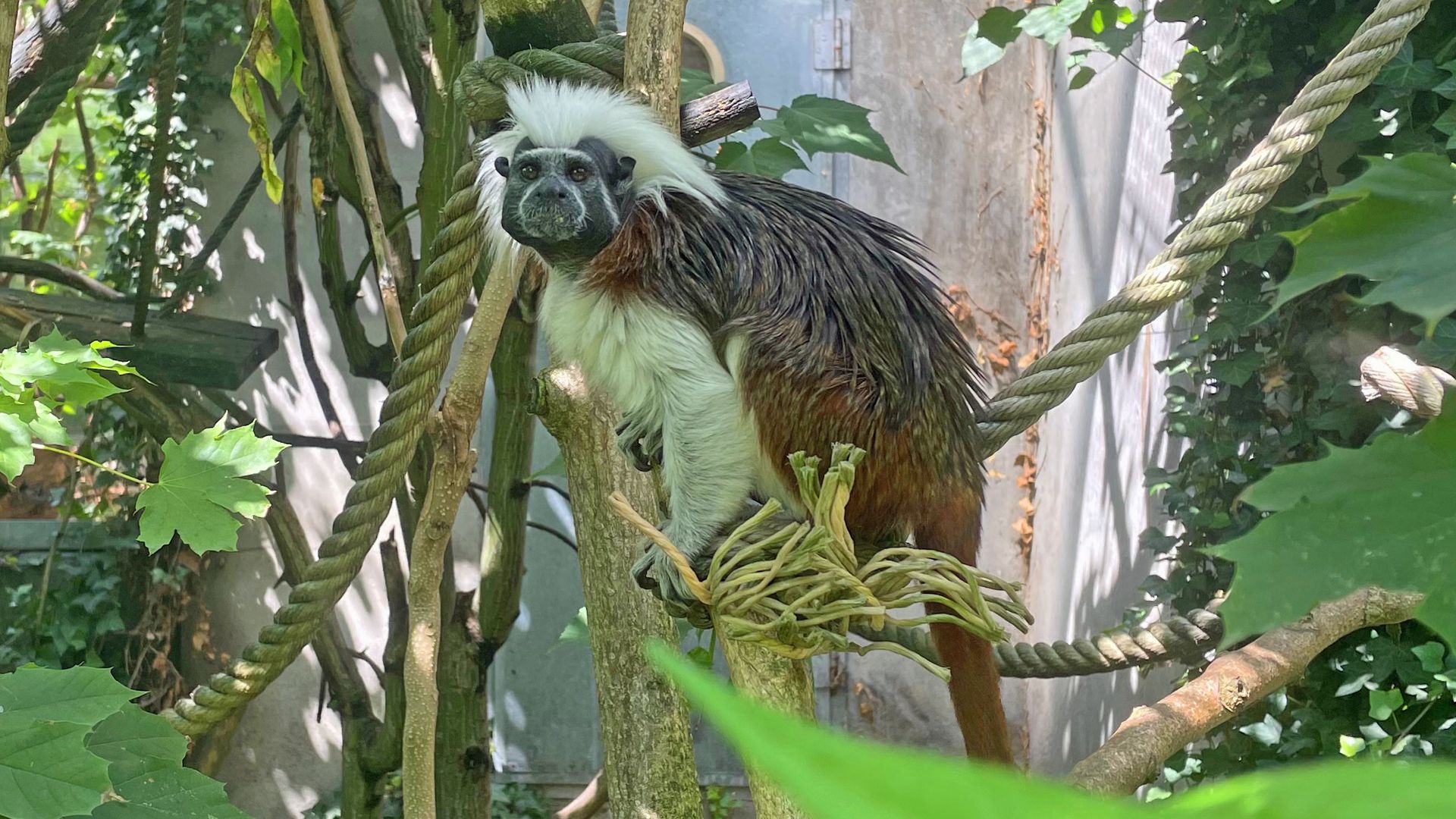 Tamarin pinche : taille, description, biotope, habitat, reproduction