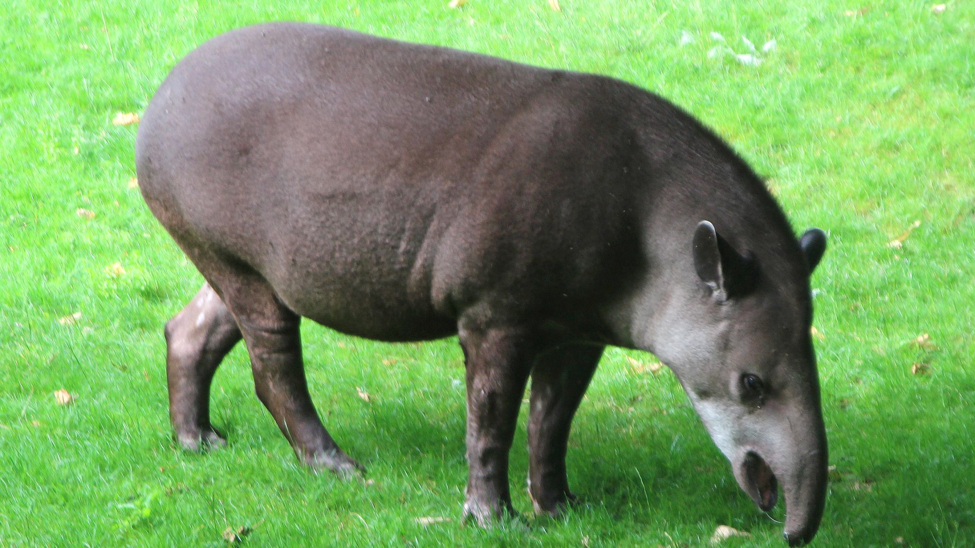 Faune et Flore insolite  - Page 11 Tapir-du-bresil-tapir-terrestre-tapirus-terrestris-xl