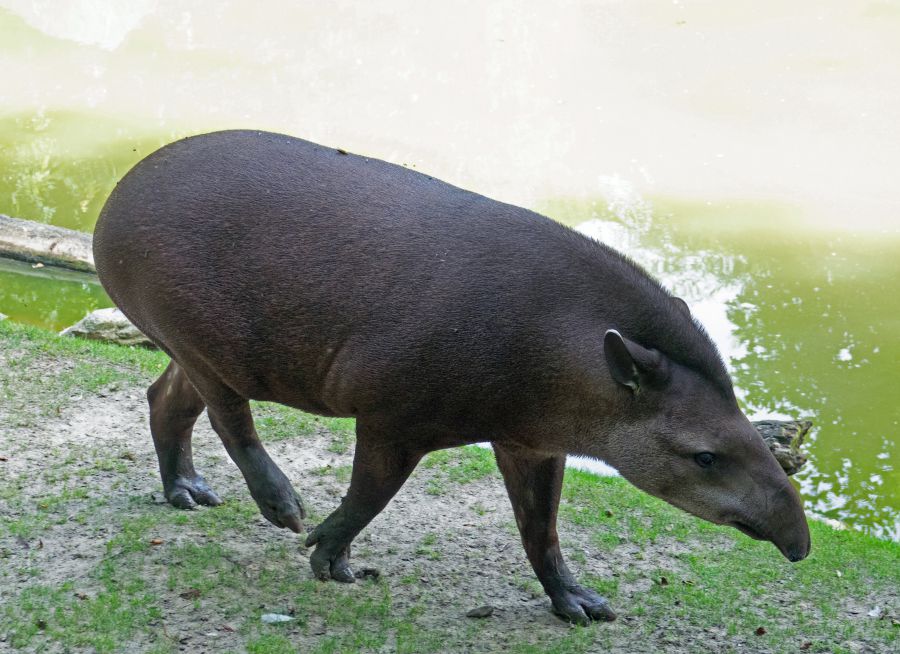  Photo d'un tapir du Brésil par Pierre-François BOUCHER