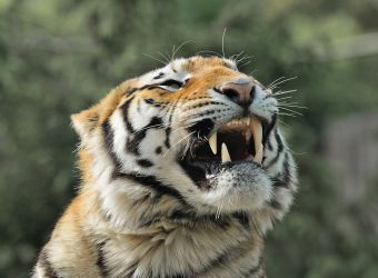 Photo d'un tigre par Thomas PIERRE
