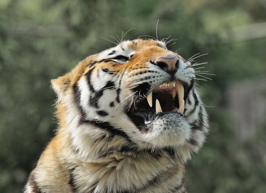 Photo d'un tigre par Thomas PIERRE