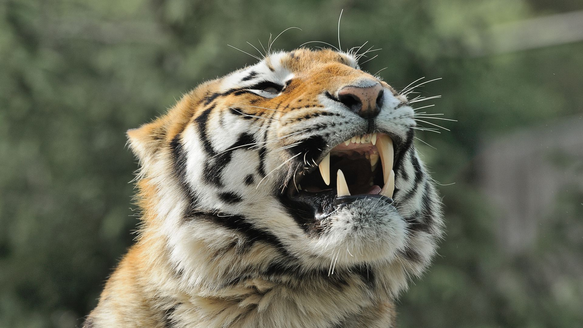 Tigre : taille, description, biotope, habitat, reproduction