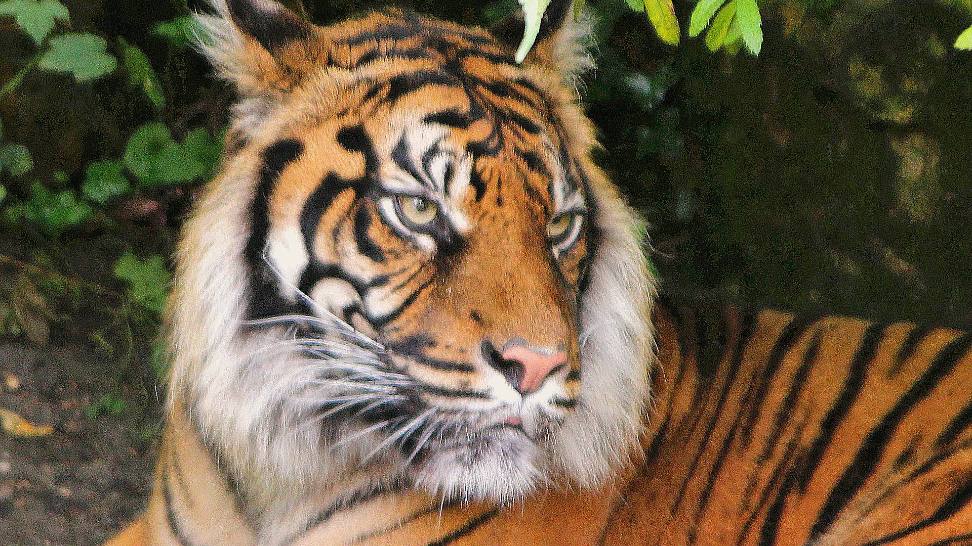 Tigre : taille, description, biotope, habitat, reproduction