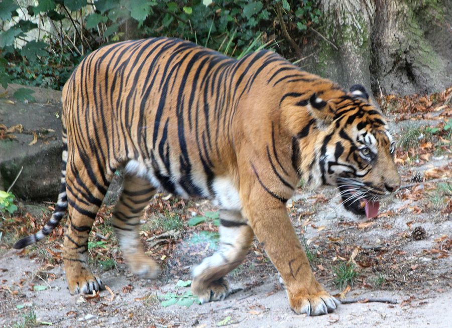 Tigre de Sumatra
