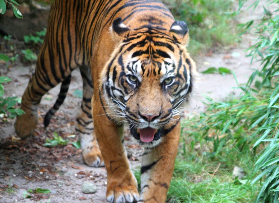 Tigre de Sumatra