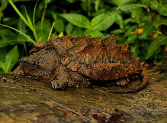 Photo d'une tortue alligator par Peter Paplanus - Flickr - CC0