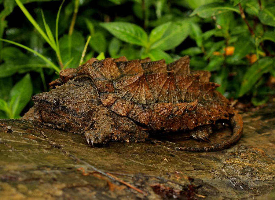 Photo d'une tortue alligator par Peter Paplanus - Flickr - CC0