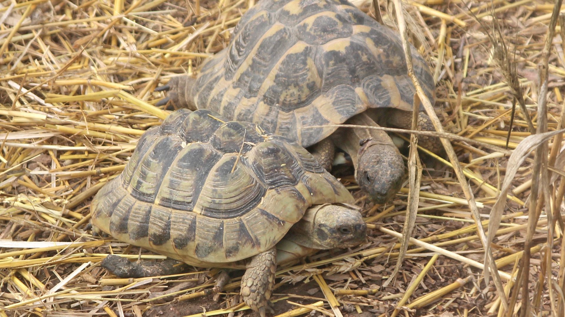 Tortue d'Herman suisse romande