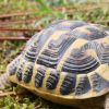 Tortue d'hermann : taille, description, biotope, habitat, reproduction