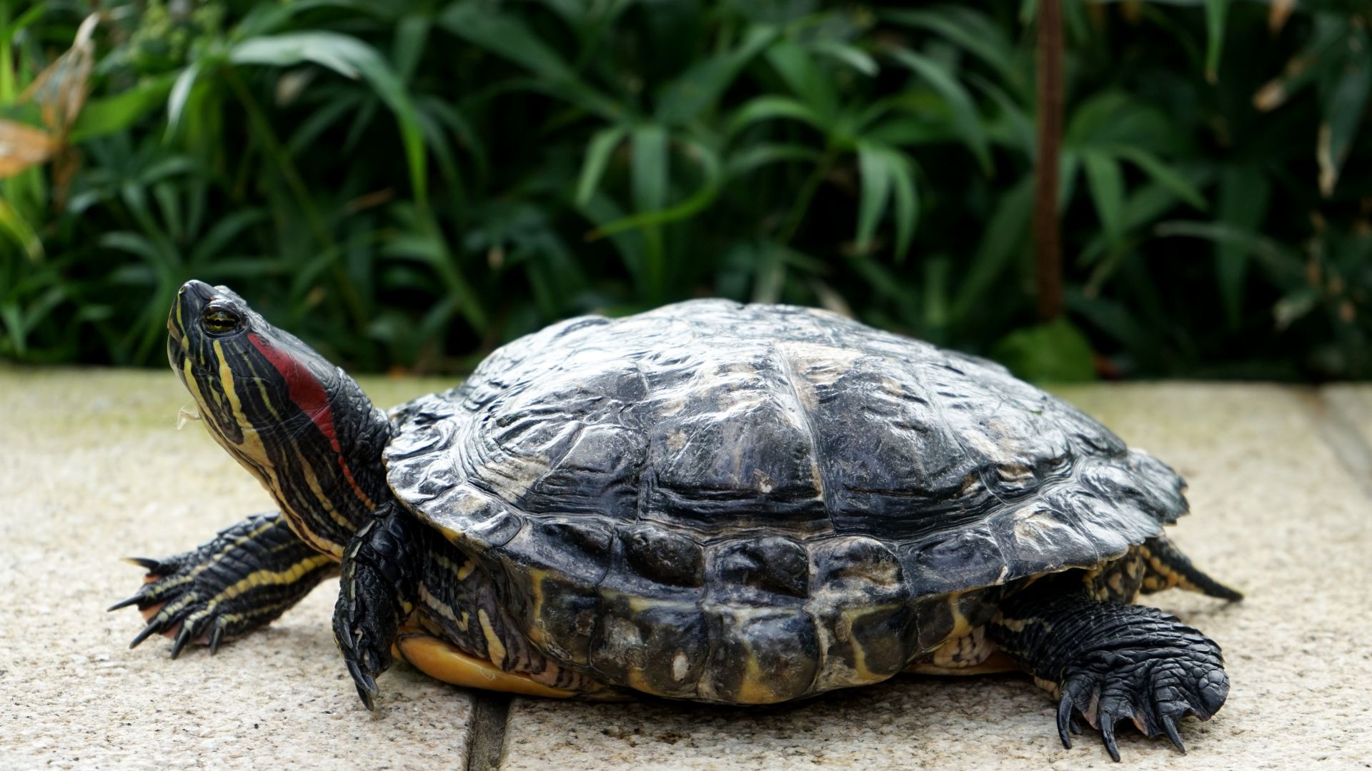 tortue de floride