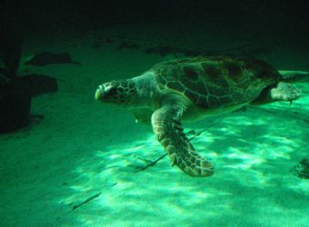 Photo d'une tortue verte par Julien PIERRE