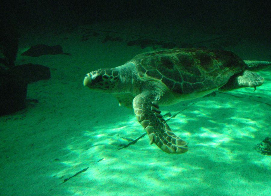 Photo d'une tortue verte par Julien PIERRE