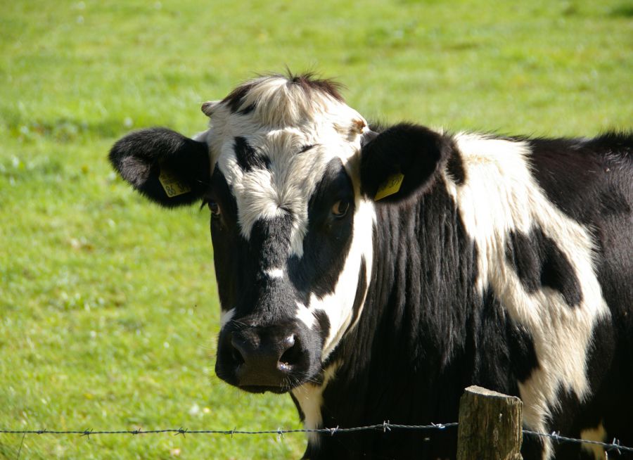Photo d'une vache par wernerdetjen - Pixabay - CC0