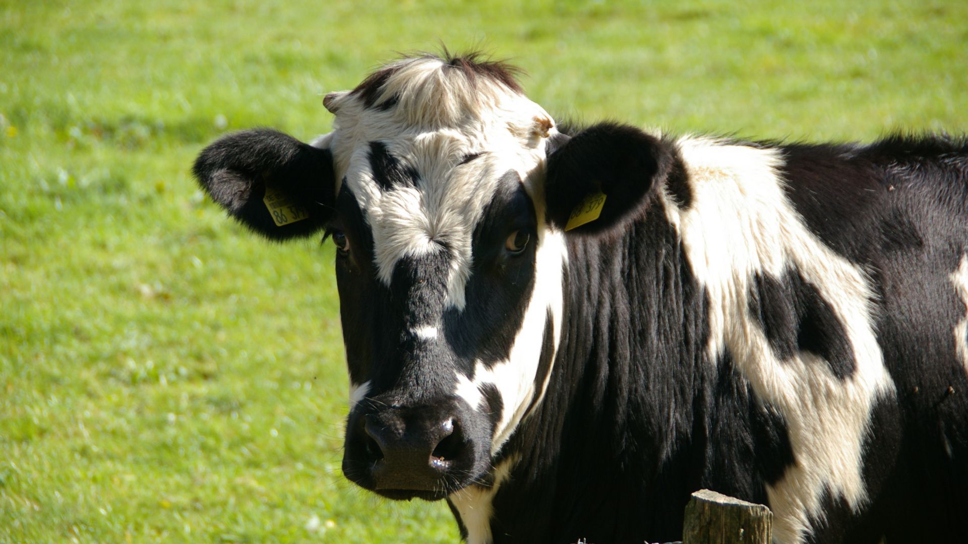 Vache Taille Description Biotope Habitat Reproduction