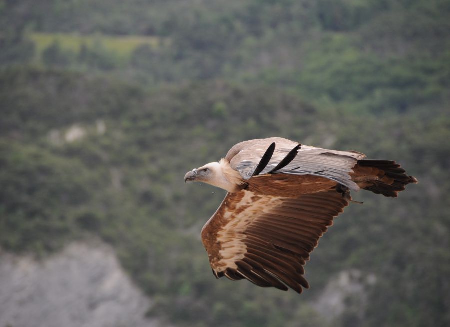 Photo d'un vautour fauve par Thomas PIERRE