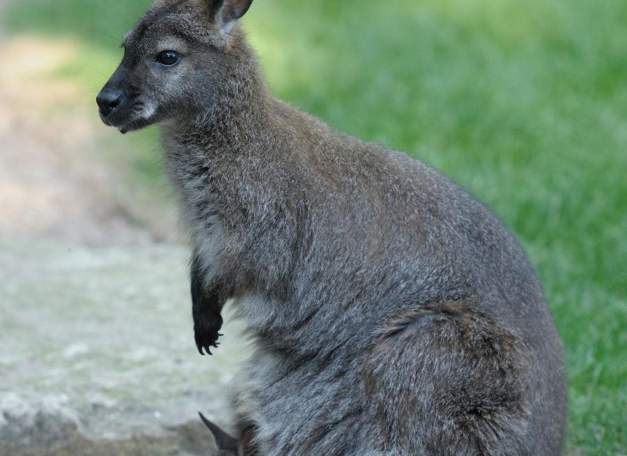 Photo d'un wallaby de Bennett et son petit par Thomas PIERRE