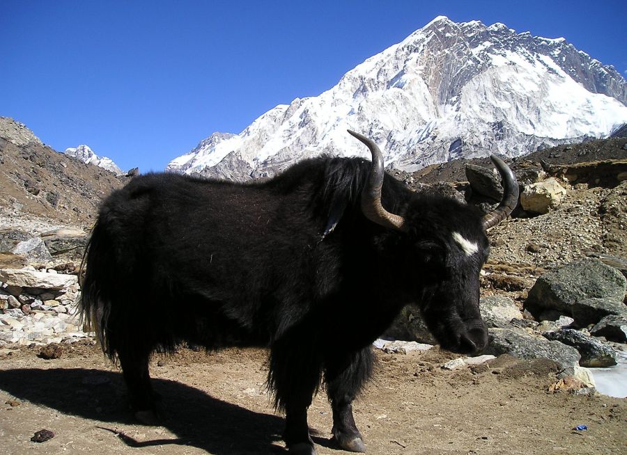 Photo d'un yack au Népal par Simon - Pixabay- CC0