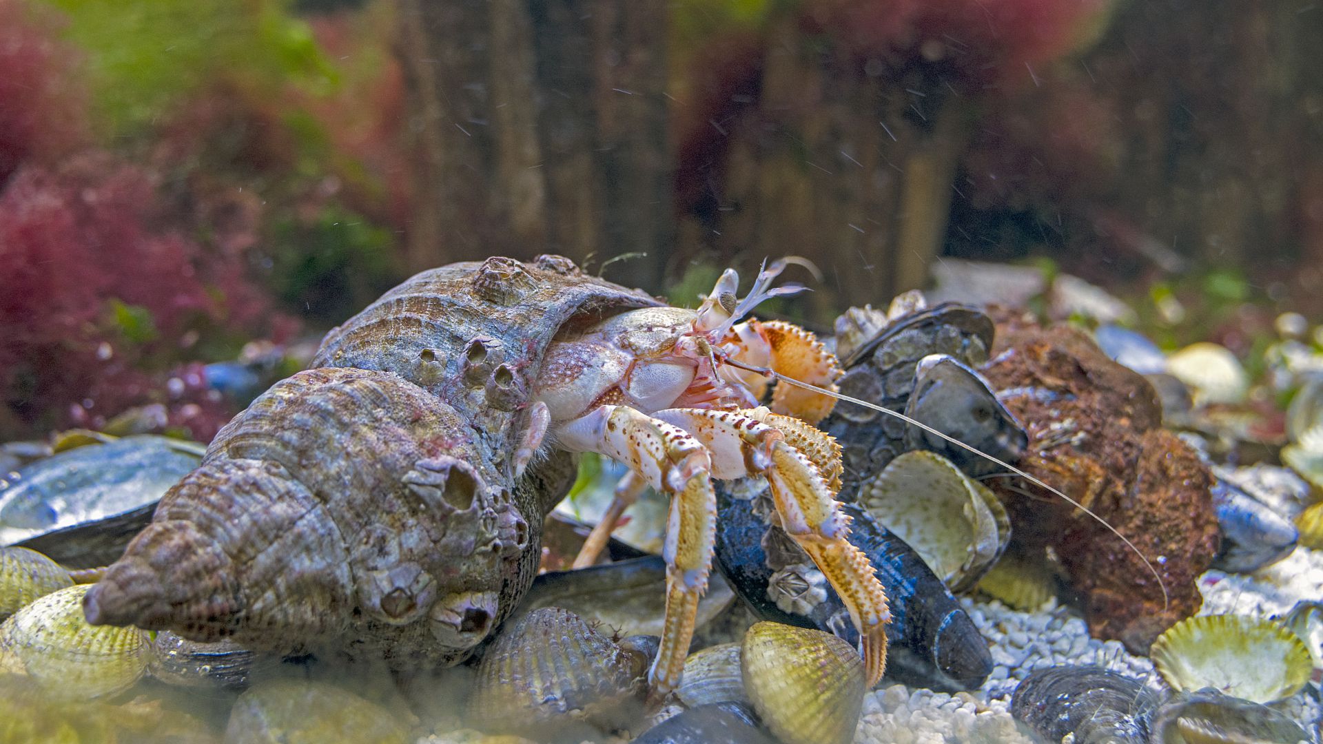 Bernard l ermite taille description biotope habitat  