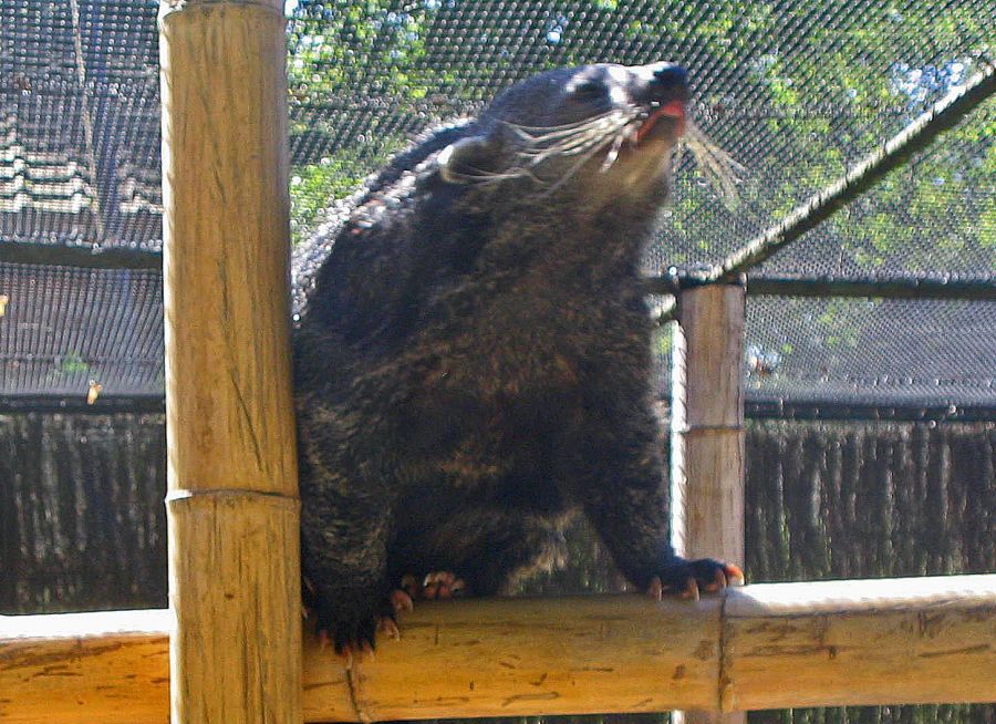 Photo d'un binturong par Julien PIERRE