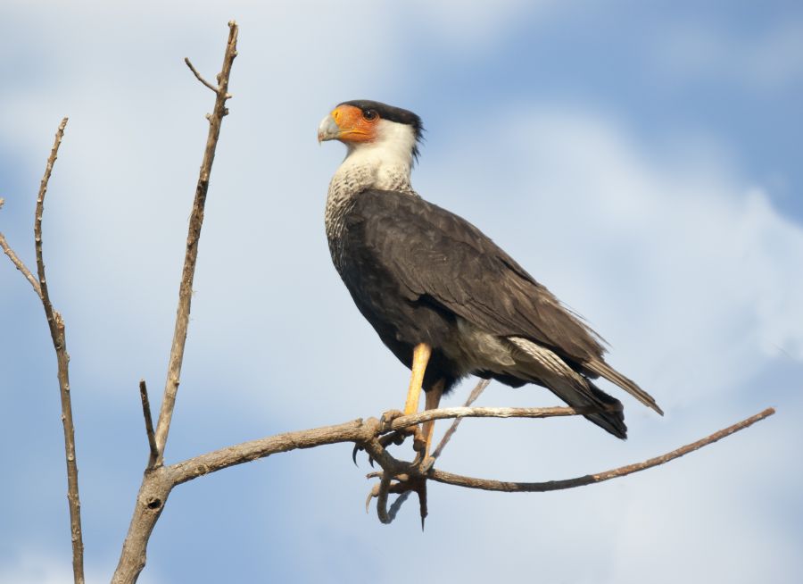 Photo d'un caracara huppé par ddouk, Pixabay, CC0