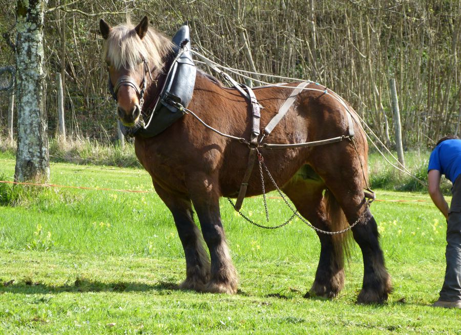 Photo d'un cheval de trait par dbouteaud, Pixabay, CC0