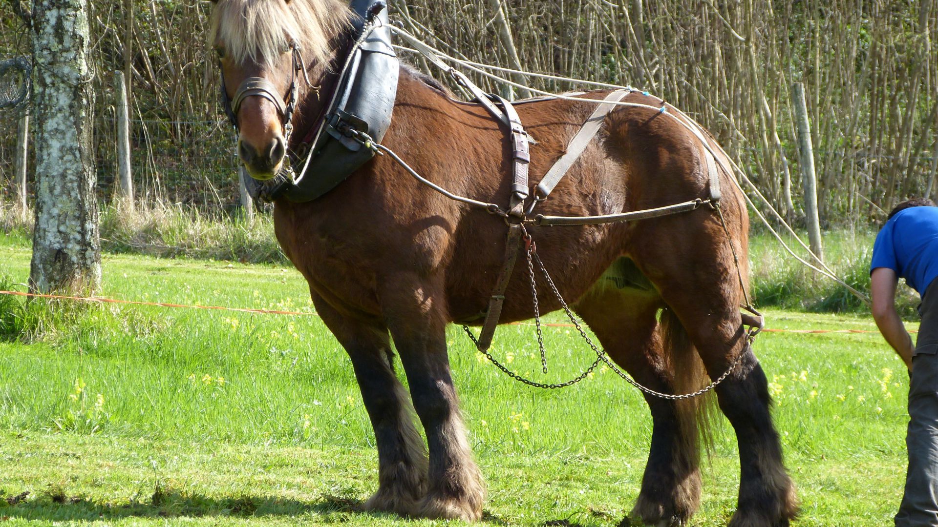 Les caractéristiques du cheval