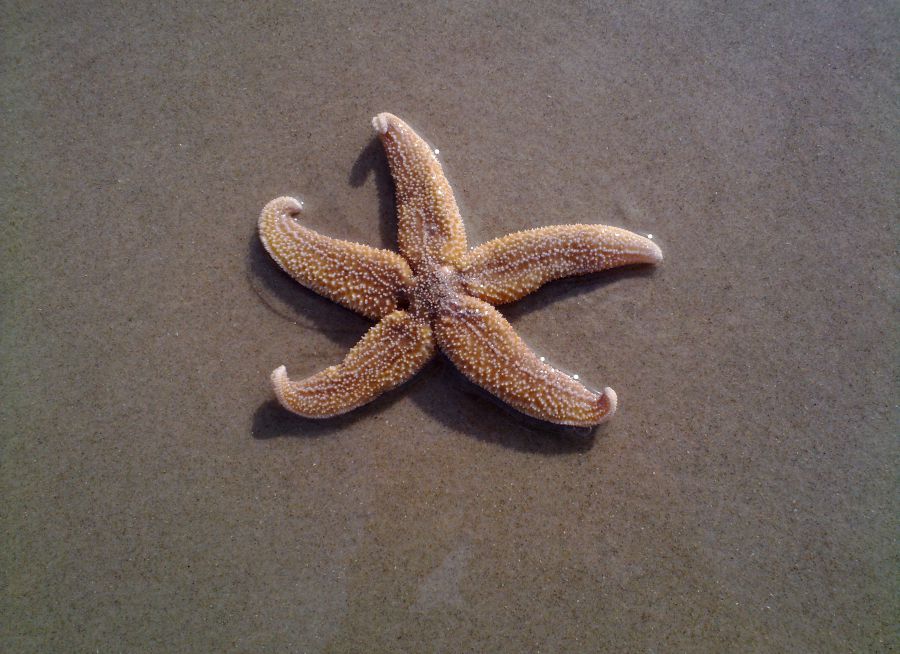 Photo d'une étoile de mer commune sur la plage par baerbel_n - Pixabay - CC0