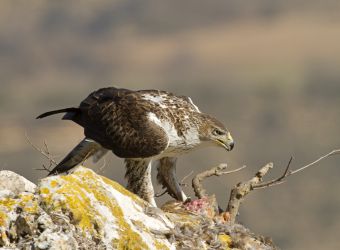 Photo d'un aigle de Bonelli dévorant une proie