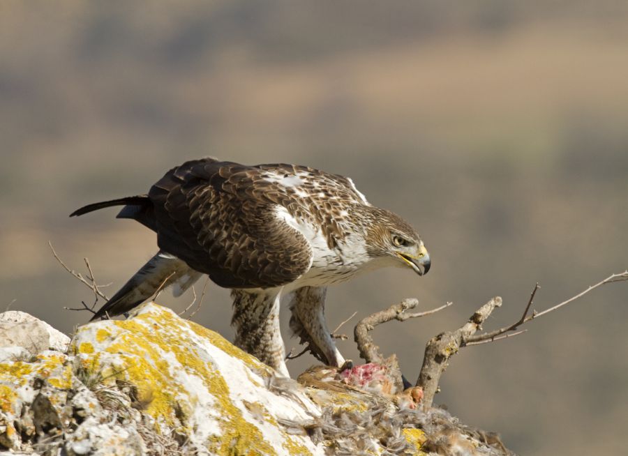 Photo d'un aigle de Bonelli dévorant une proie