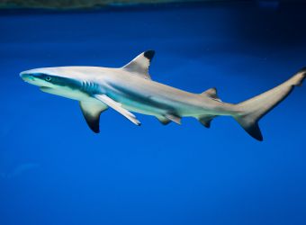 Photo d'un requin à pointes noires